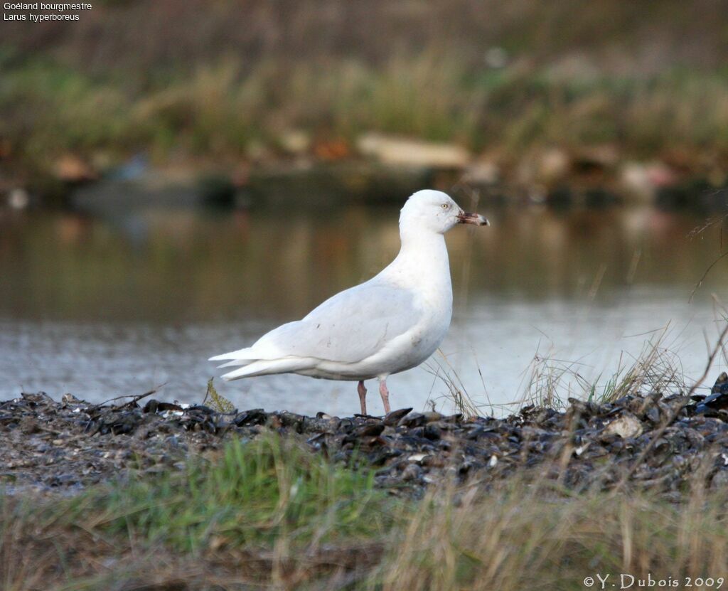 Glaucous Gull