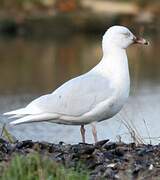 Glaucous Gull