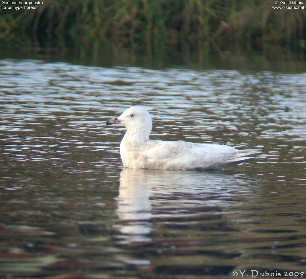 Glaucous Gull