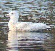 Glaucous Gull