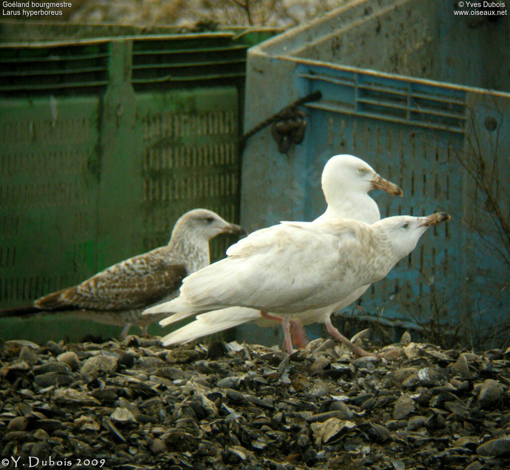 Glaucous Gull