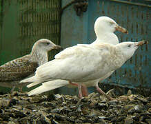 Glaucous Gull