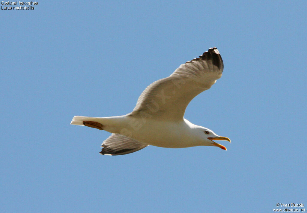 Yellow-legged Gull