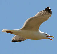 Yellow-legged Gull