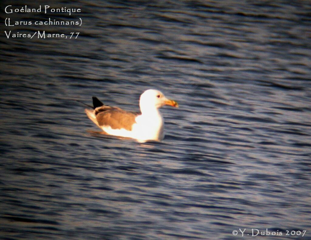 Caspian Gull