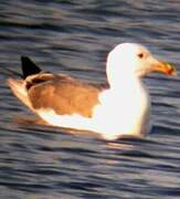 Caspian Gull