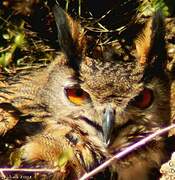 Eurasian Eagle-Owl