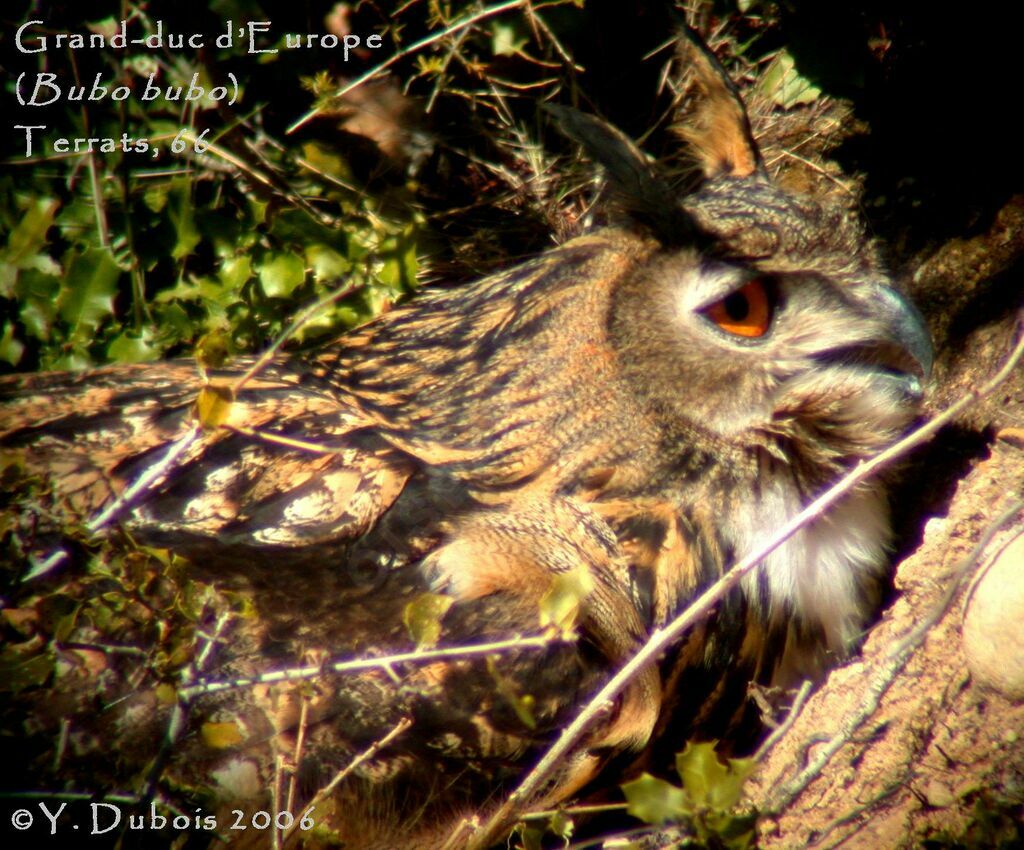 Eurasian Eagle-Owl female adult