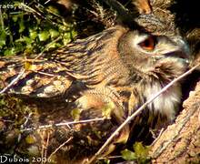 Eurasian Eagle-Owl