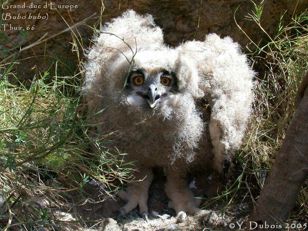 Eurasian Eagle-Owljuvenile