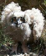 Eurasian Eagle-Owl