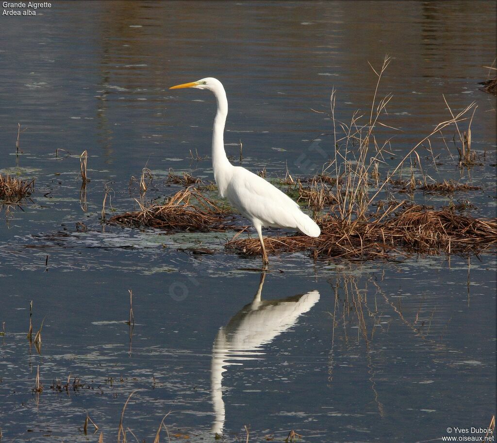 Grande Aigrette