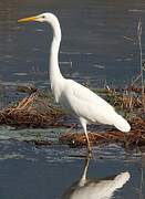 Grande Aigrette