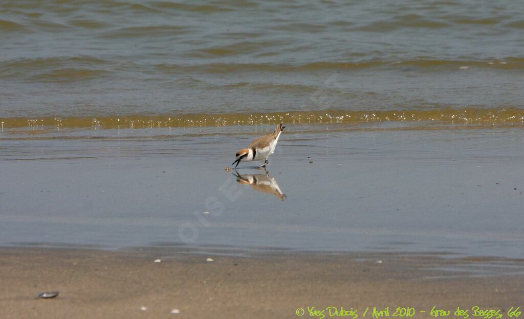 Kentish Plover