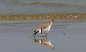 Kentish Plover