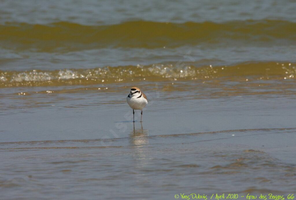 Kentish Plover