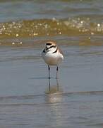 Kentish Plover