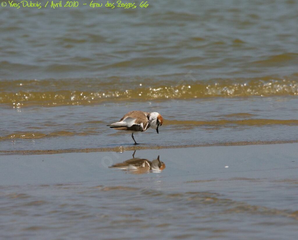 Kentish Plover