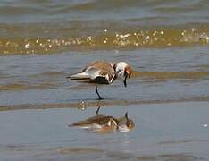 Kentish Plover