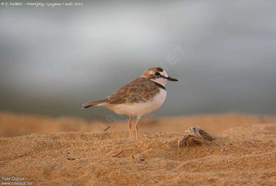 Collared Ploveradult, identification