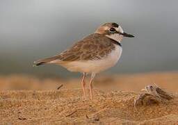 Collared Plover