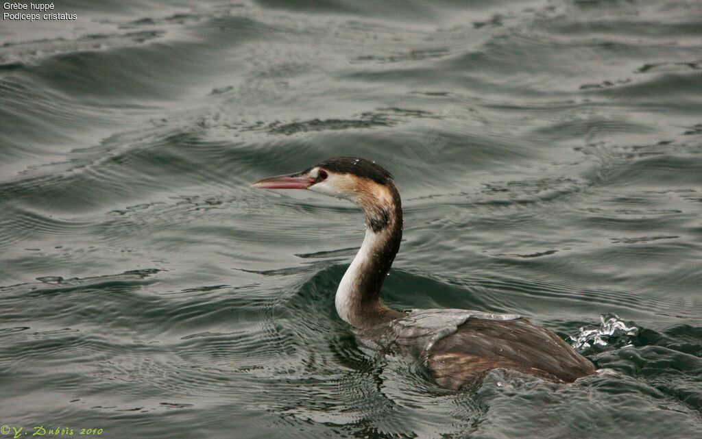 Great Crested Grebe