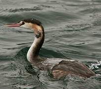 Great Crested Grebe