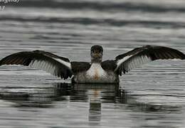 Red-necked Grebe