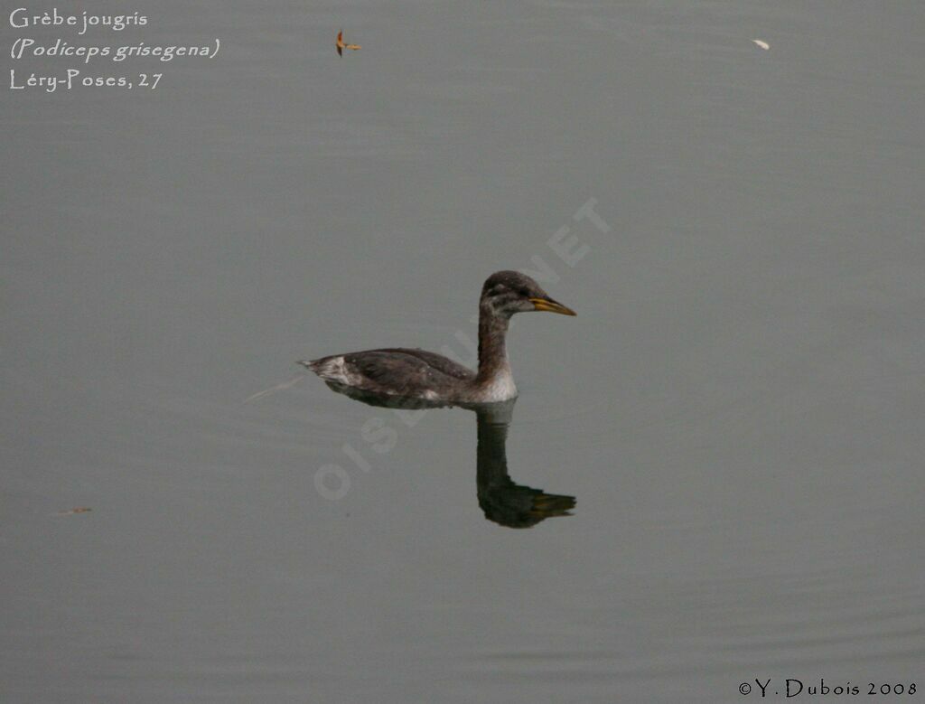 Grèbe jougrisjuvénile, identification