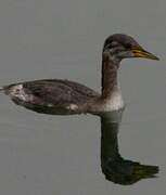 Red-necked Grebe