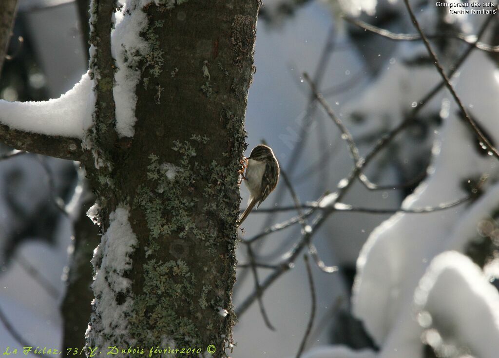 Grimpereau des bois