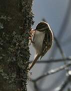 Eurasian Treecreeper