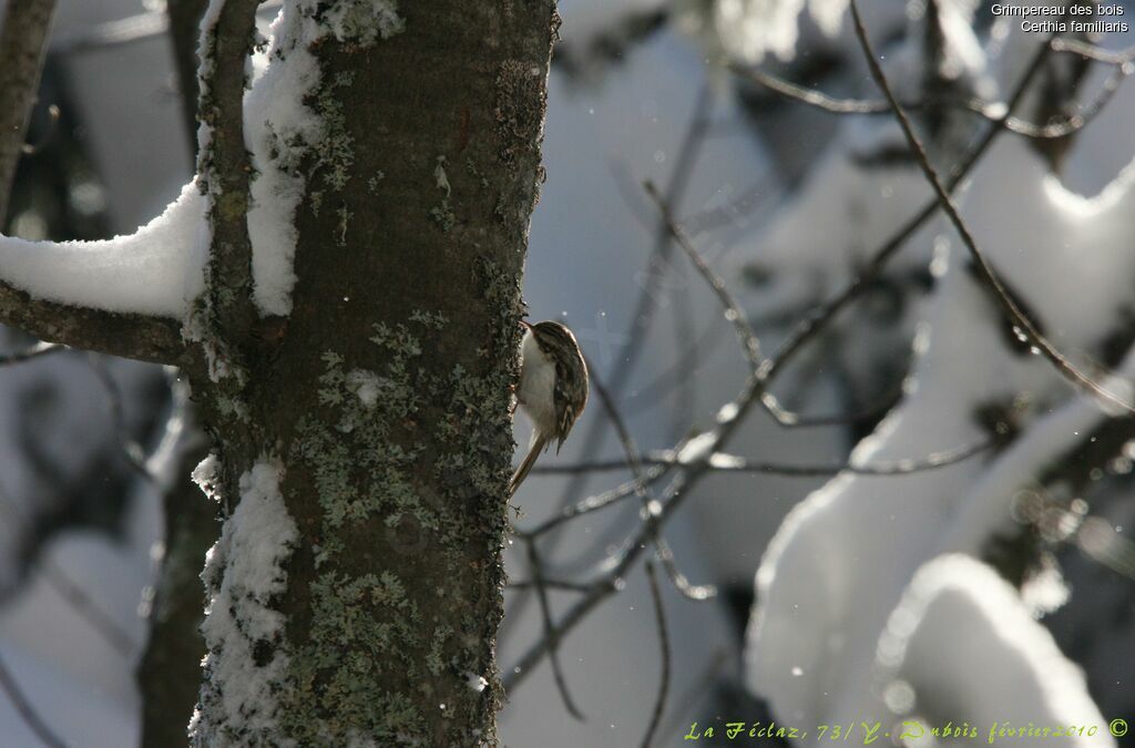 Grimpereau des bois