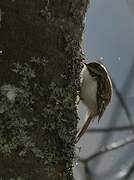 Eurasian Treecreeper