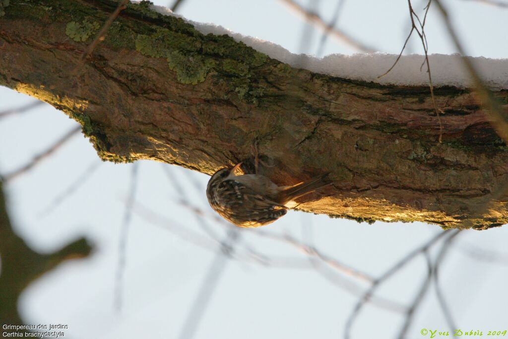 Short-toed Treecreeper