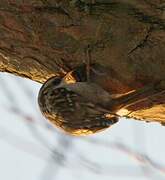 Short-toed Treecreeper