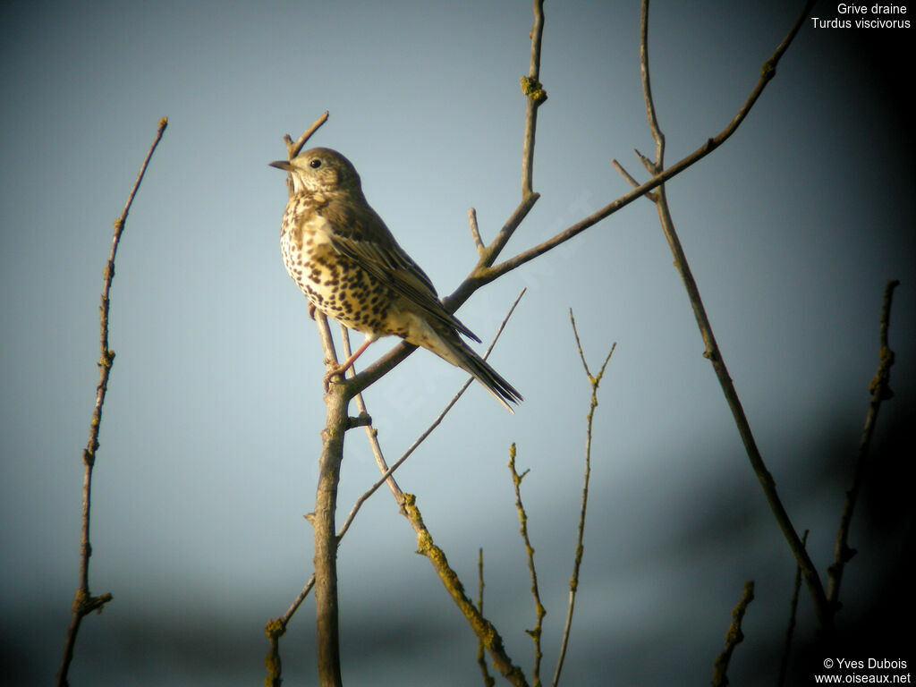 Mistle Thrush