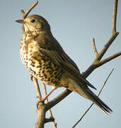 Mistle Thrush