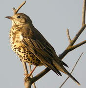 Mistle Thrush