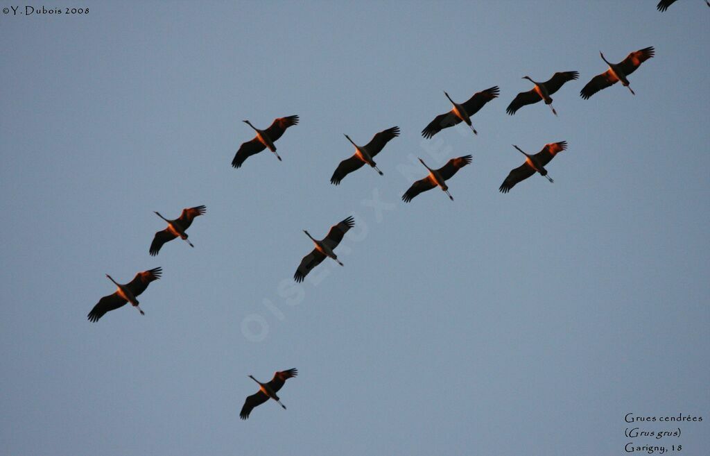 Common Crane