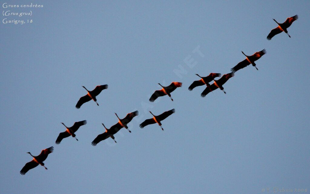 Common Crane