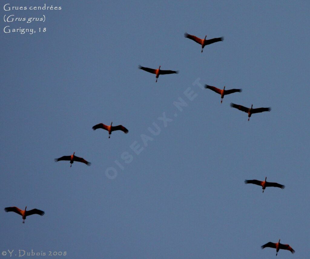 Common Crane