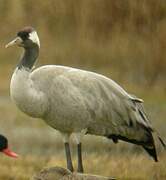 Common Crane