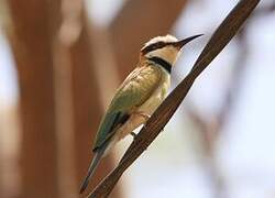 White-throated Bee-eater