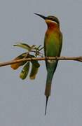 Blue-tailed Bee-eater