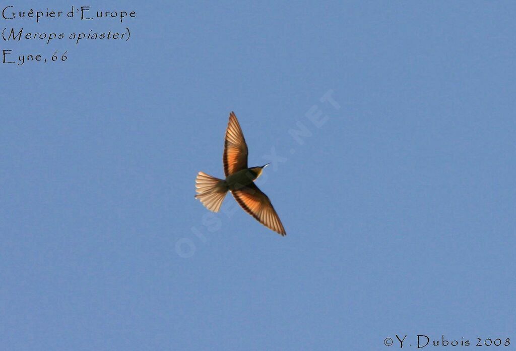 European Bee-eater