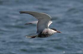 Whiskered Tern