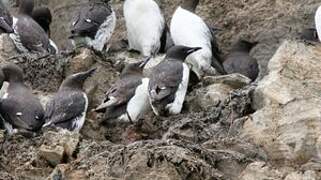 Thick-billed Murre