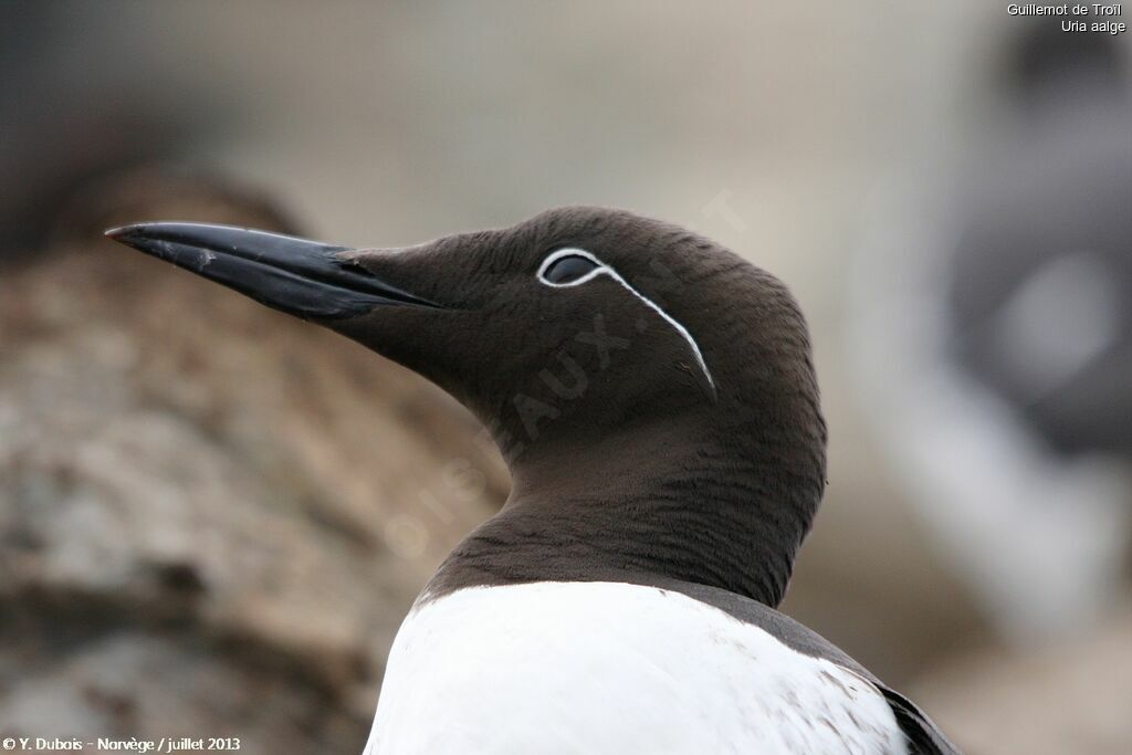 Guillemot de Troïl