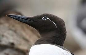 Guillemot de Troïl